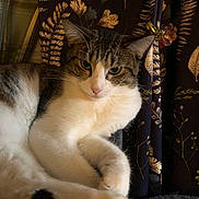 Holly is registered to the contest to win money with this photo: animal, cat, close_up, cozy, curtain, domestic, ears, face, floral_pattern, fur, indoor, lying_down, paw, pet, pink_paw_pads, relaxed, resting, tabby, whiskers, white_fur