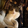 animal, cat, close_up, cozy, curtain, domestic, ears, face, floral_pattern, fur, indoor, lying_down, paw, pet, pink_paw_pads, relaxed, resting, tabby, whiskers, white_fur