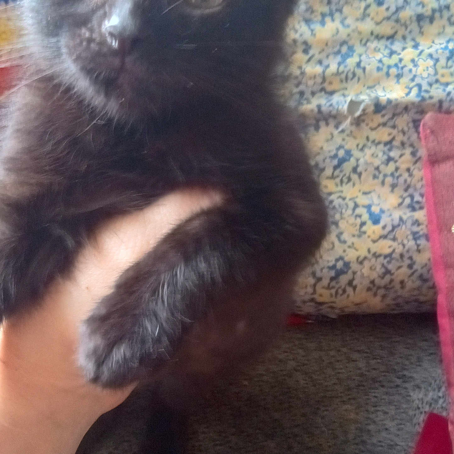 Bitty