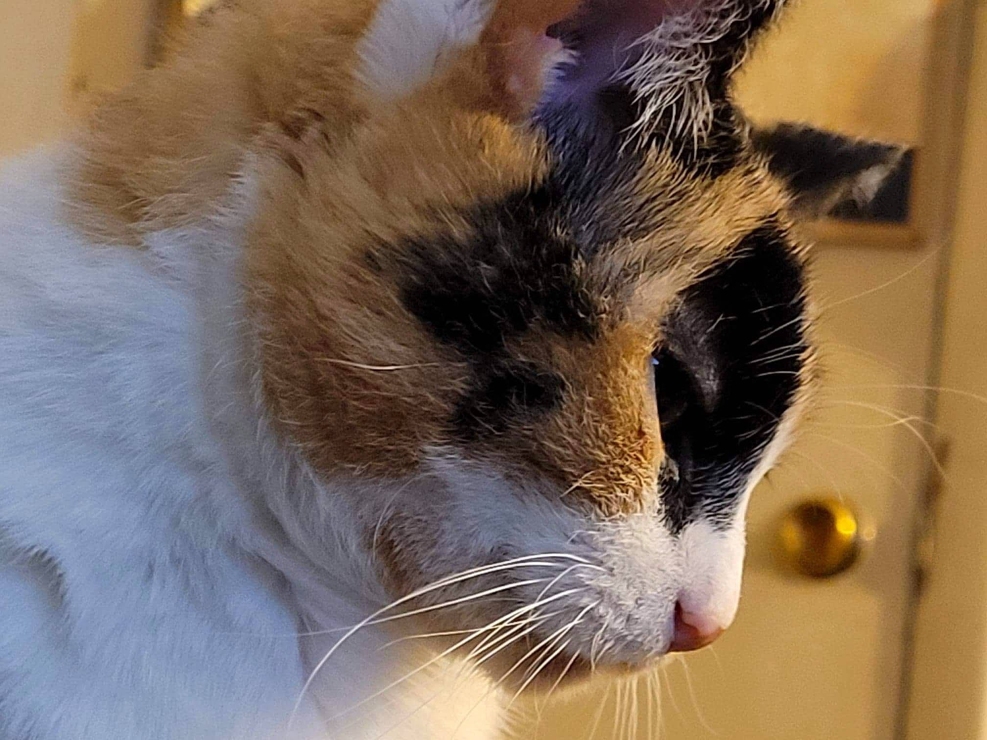 Taxi is registered to the contest to win money with this photo: carnivore, cat, domestic_short_haired_cat, felidae, fur, small_to_medium_sized_cats, snout, whiskers, window