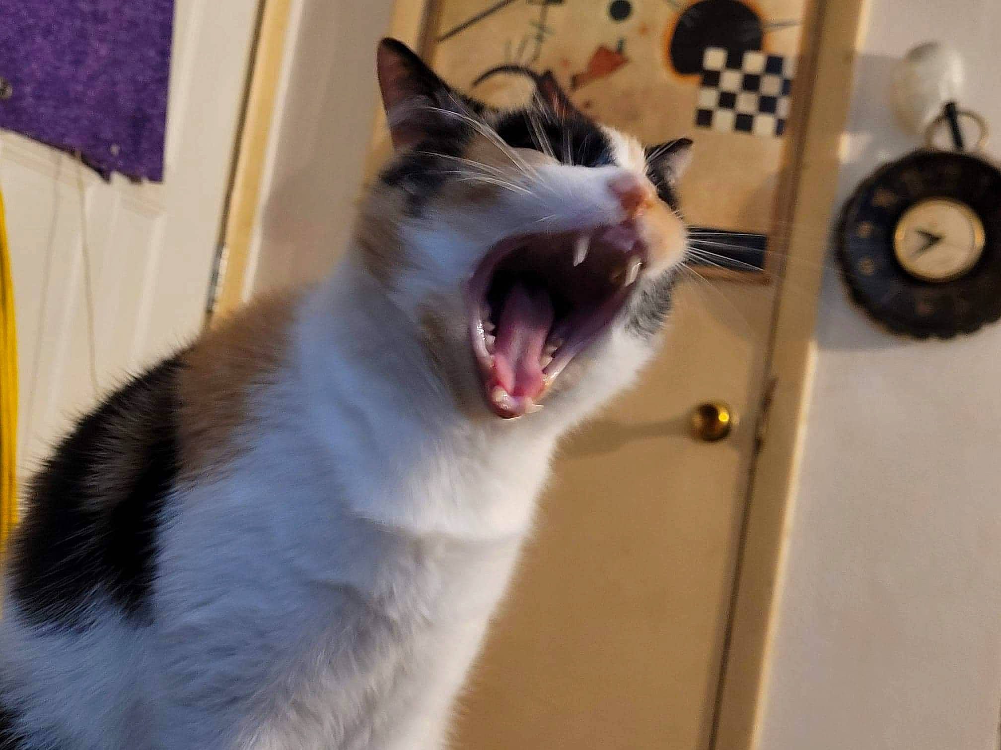 Taxi joined the competition — help win amazing prizes! carnivore, cat, collar, domestic_short_haired_cat, door, fang, felidae, fur, jaw, paw, roar, shout, small_to_medium_sized_cats, snout, terrestrial_animal, tooth, whiskers, window, yawn