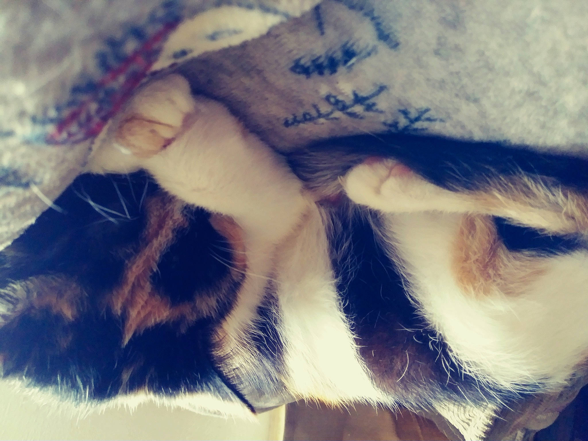 Taxi joined the competition — help win amazing prizes! carnivore, cat, cloud, comfort, companion_dog, cool, felidae, gesture, human_leg, mammal, morning, nose, sky, small_to_medium_sized_cats, snout, tail, textile, tints_and_shades, vertebrate, whiskers