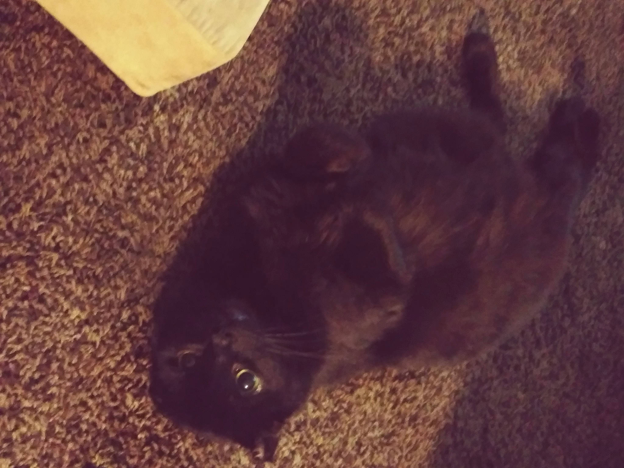 Peanut joined the competition — help win amazing prizes! black_cat, brown, carnivore, cat, cloud, comfort, dog_breed, domestic_short_haired_cat, fawn, felidae, flooring, mammal, small_to_medium_sized_cats, snout, tail, terrestrial_animal, tints_and_shades, vertebrate, whiskers, wood