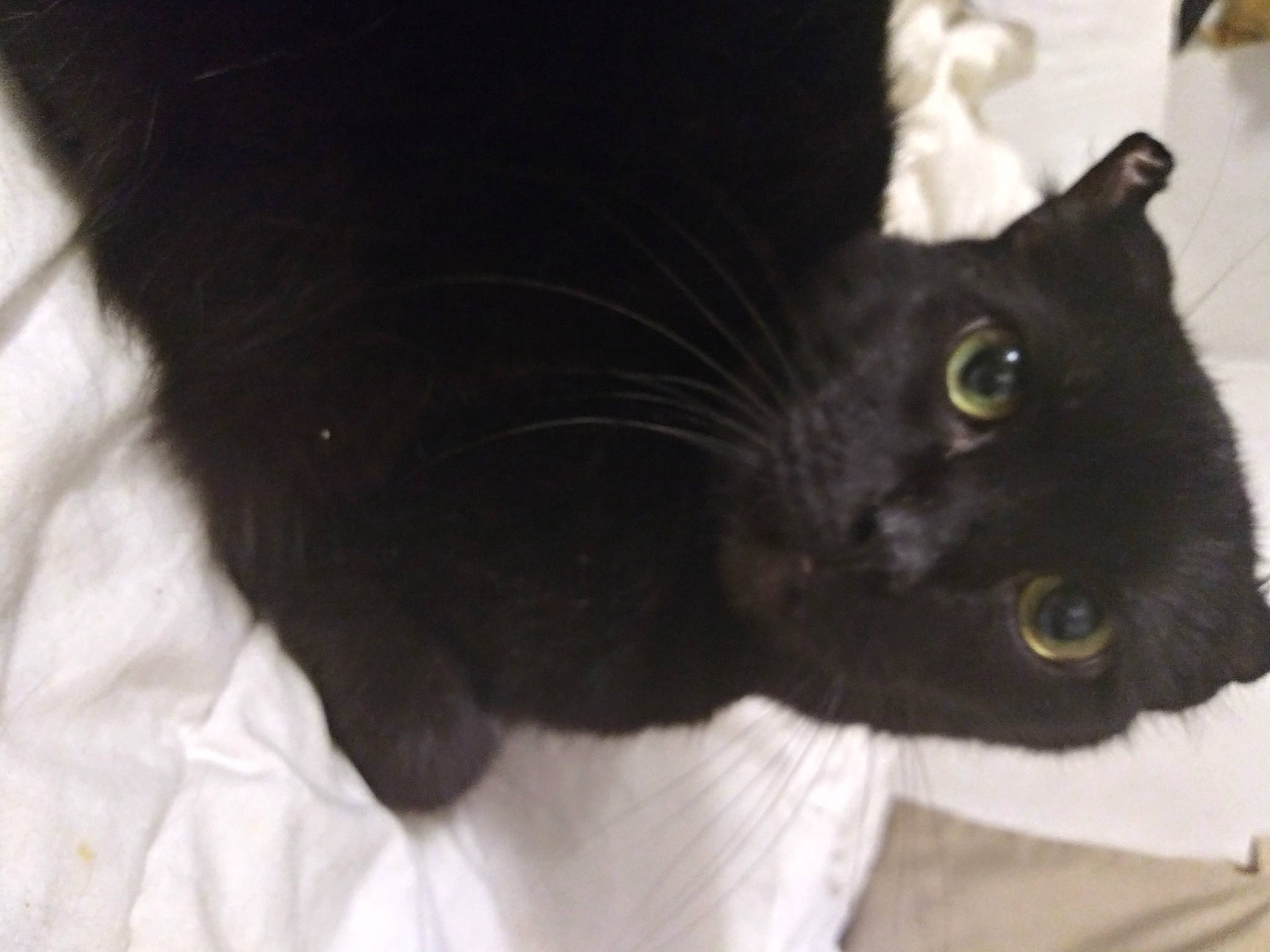 Peanut is registered to the contest to win money with this photo: black_cat, carnivore, cat, domestic_short_haired_cat, felidae, fur, small_to_medium_sized_cats, snout, tail, terrestrial_animal, whiskers