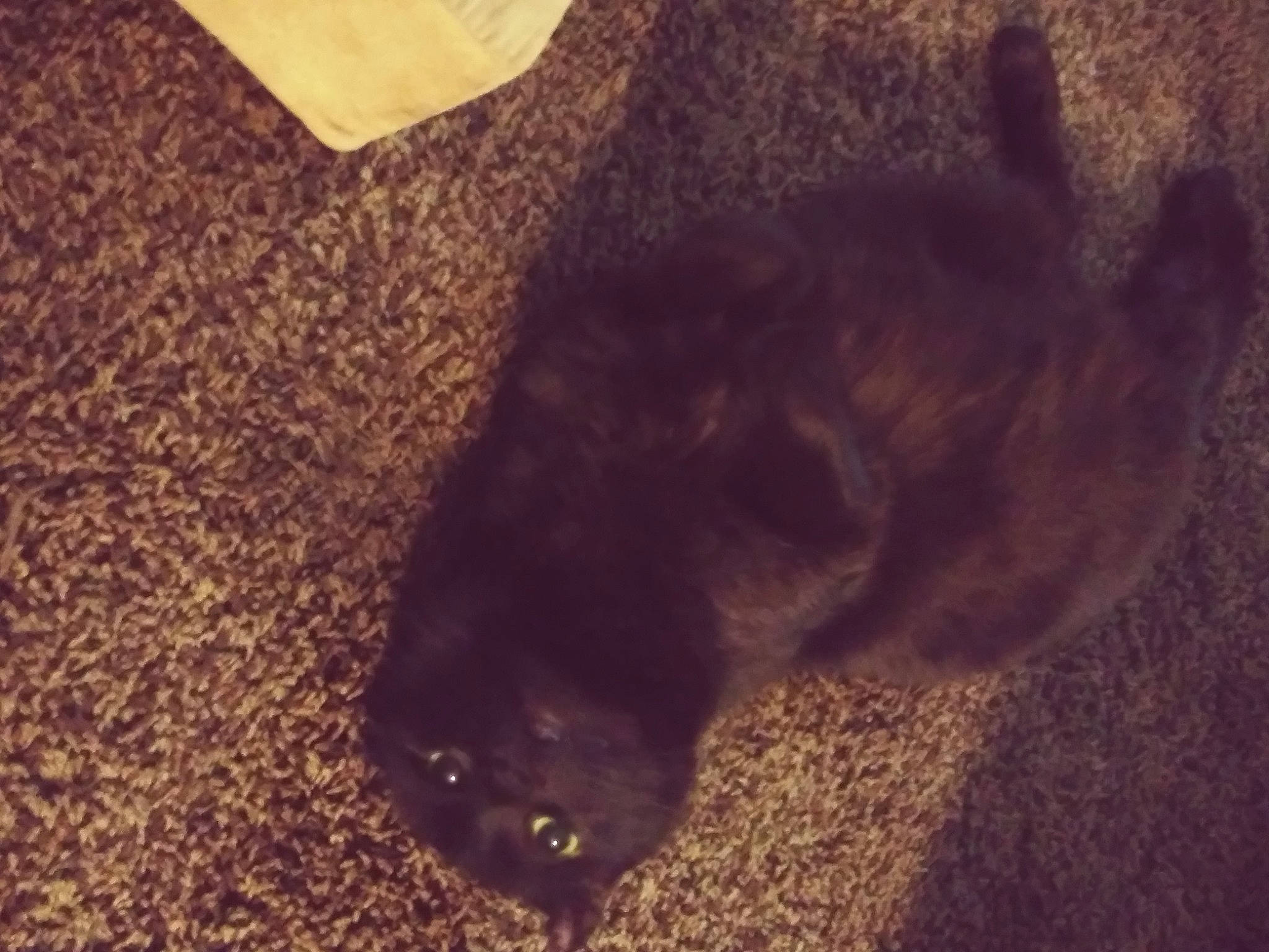 Peanut joined the competition — help win amazing prizes! carnivore, companion_dog, dog, dog_breed, fawn, felidae, flooring, fur, liver, mammal, small_to_medium_sized_cats, snout, sporting_group, tail, terrestrial_animal, tints_and_shades, vertebrate, whiskers, wood, working_animal