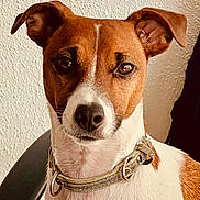 Ulysse participe au concours pour gagner de l'argent avec cette photo : alert, animal, brown, canine, close_up, collar, companion, dog, domestic_animal, ears, fur, indoor, looking_at_camera, pet, portrait, sitting, texture, wall, whiskers, white