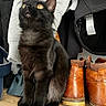 Alpha participe au concours pour gagner de l'argent avec cette photo : black_cat, kitten, cat, pet, animal, fluffy, fur, golden_eyes, sitting, portrait, indoors, closet, clothing, jacket, hoodie, boots, leather_shoes, wooden_floor, shoe_rack, cute