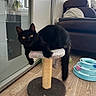cat, black_cat, fluffy, long_hair, pet, animal, feline, yellow_eyes, sitting, scratching_post, cat_tree, indoors, living_room, wood_floor, furniture, cat_toy, play_area, window, glass_door, portrait