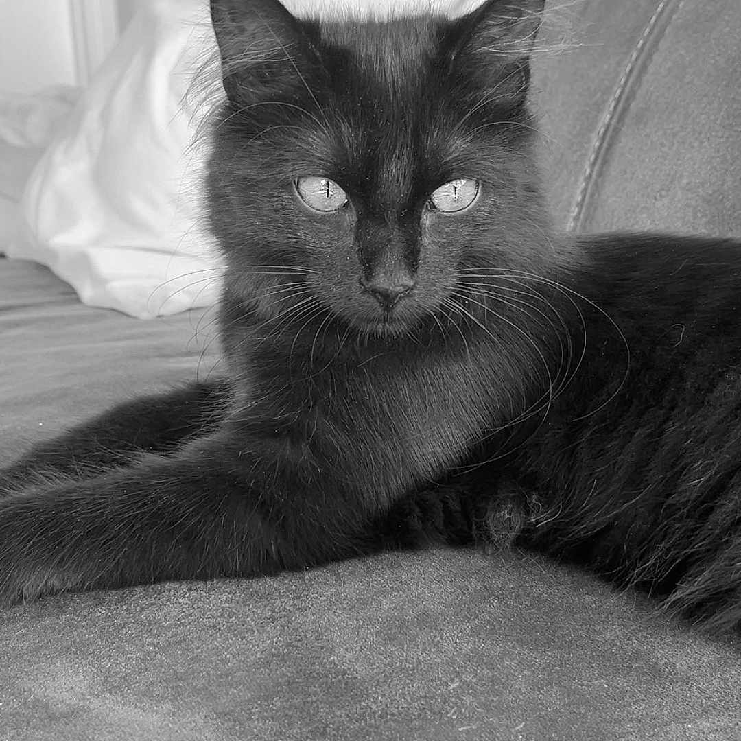 Alpha a rejoint le concours — aidez-le/la à gagner de superbes lots ! cat, black_cat, feline, pet, animal, long_hair, whiskers, pointed_ears, eyes, portrait, closeup, sitting, lying_down, relaxed, couch, sofa, pillow, indoors, black_and_white, photography