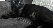 Alpha participe au concours pour gagner de l'argent avec cette photo : cat, black_cat, pet, feline, long_hair, yellow_eyes, lying_down, lounging, sofa, couch, cushions, indoors, home, living_room, furniture, relaxed, whiskers, paws, portrait, animal