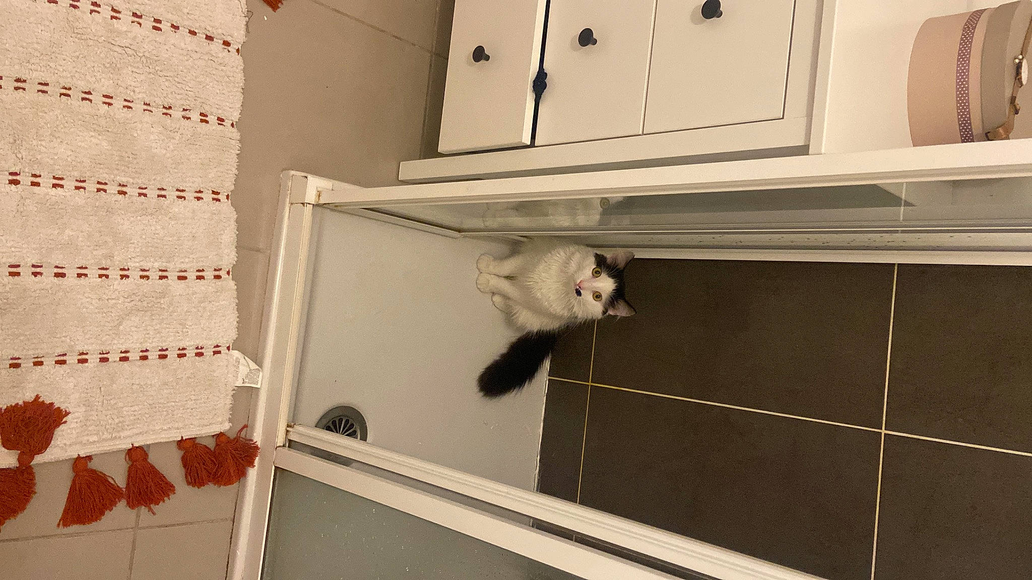 Polochon participe au concours pour gagner de l'argent avec cette photo : cabinetry, carnivore, cat, ceiling, felidae, floor, flooring, grey, hardwood, interior_design, room, sash_window, shelving, small_to_medium_sized_cats, tail, wall, window, window_covering, window_treatment, wood