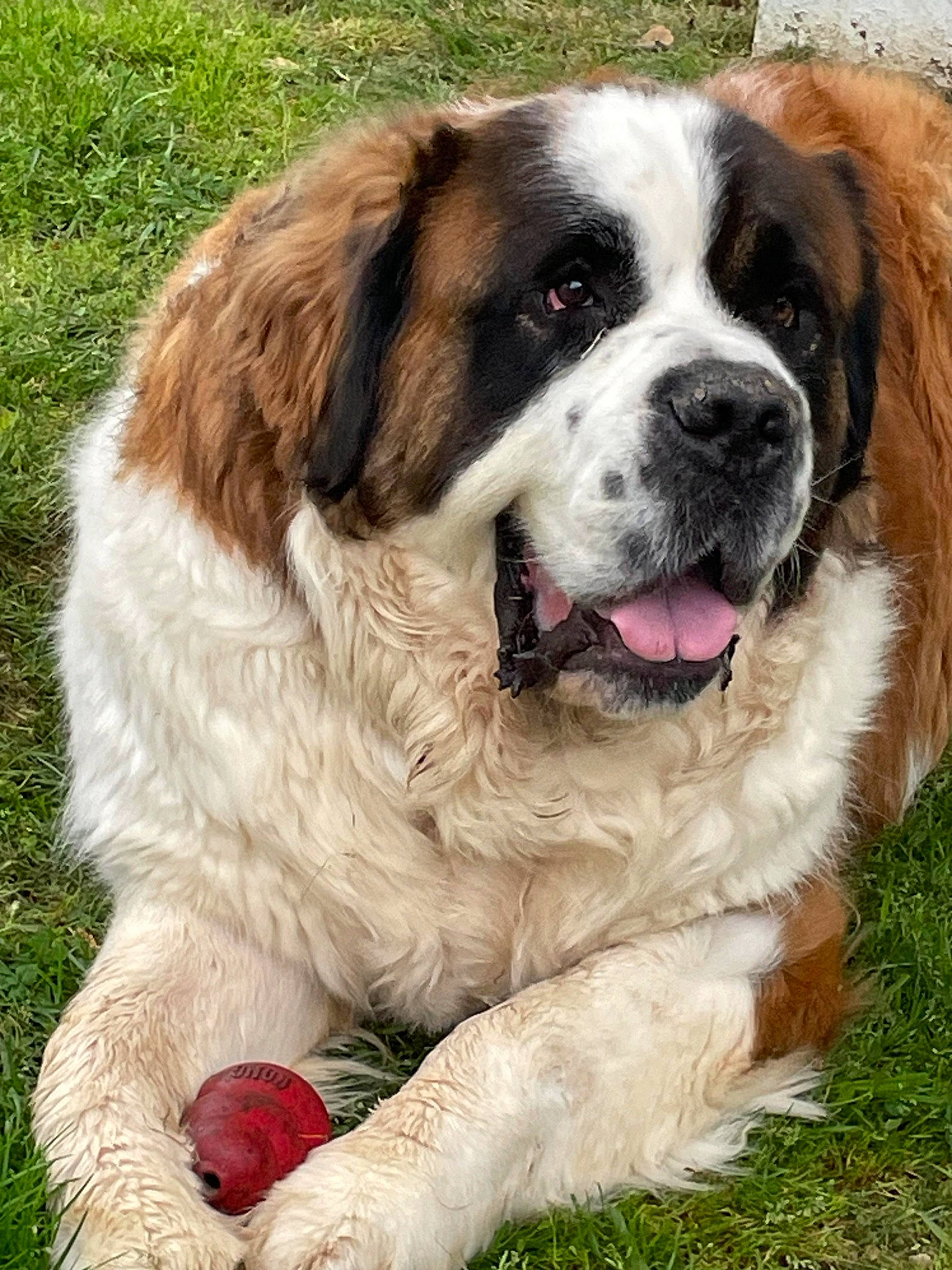 Chevy joined the competition — help win amazing prizes! ancient_dog_breeds, canidae, carnivore, companion_dog, dog, dog_breed, fur, giant_dog_breed, grass, moscow_watchdog, plant, pyrenean_mastiff, sporting_group, st_bernard, terrestrial_animal, working_dog