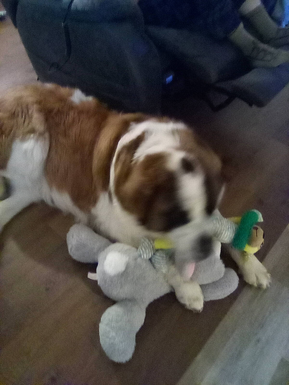 Chevy is registered to the contest to win money with this photo: carnivore, collar, companion_dog, dog, dog_breed, dog_collar, fawn, flooring, fur, hardwood, leash, liver, paw, puppy_love, scent_hound, tail, toy, whiskers, wood, working_animal