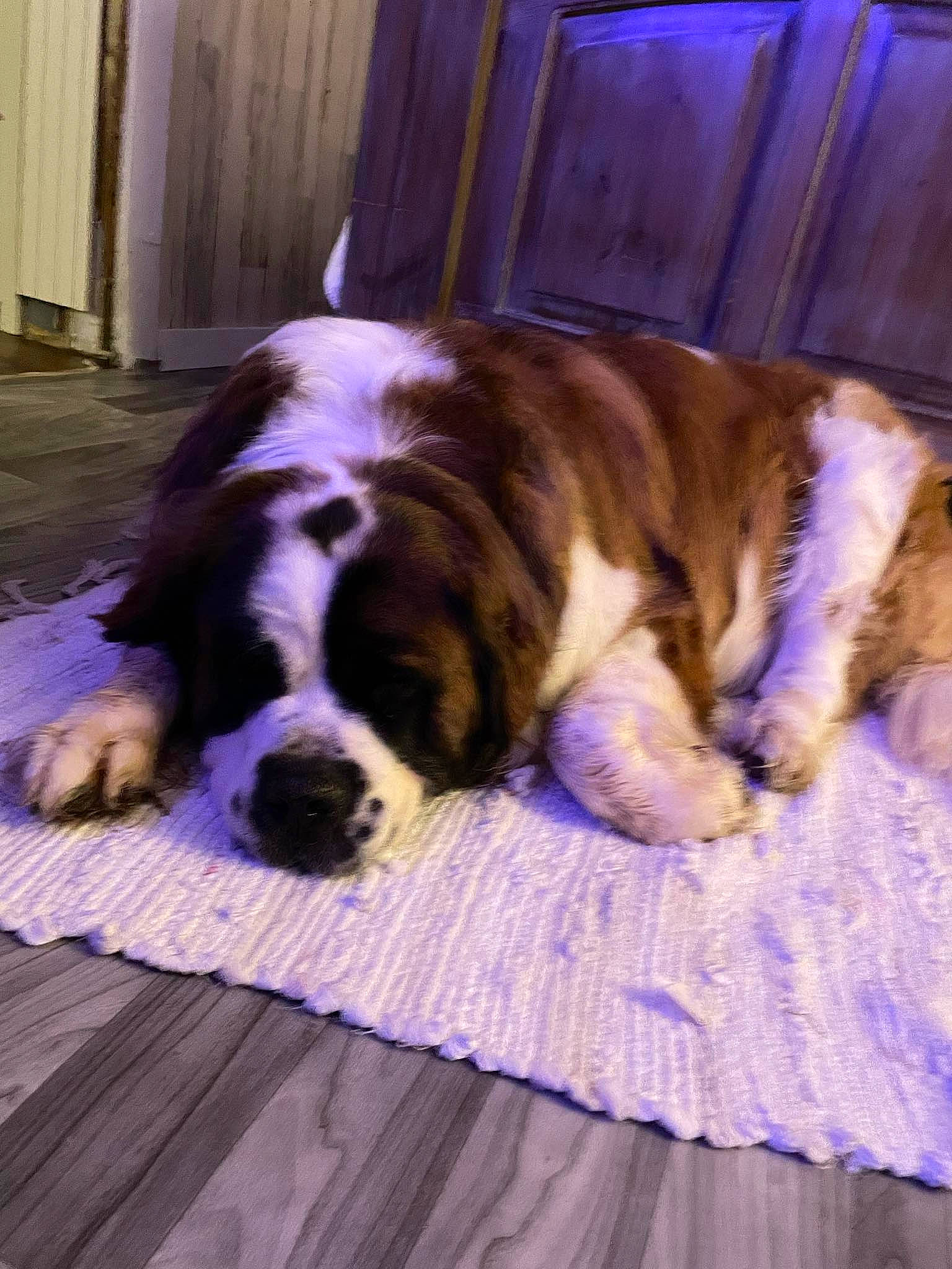 Chevy is registered to the contest to win money with this photo: bored, carnivore, comfort, companion_dog, curtain, dog, dog_breed, fawn, felidae, floor, flooring, fur, hardwood, linens, purple, snout, sporting_group, whiskers, wood, working_animal