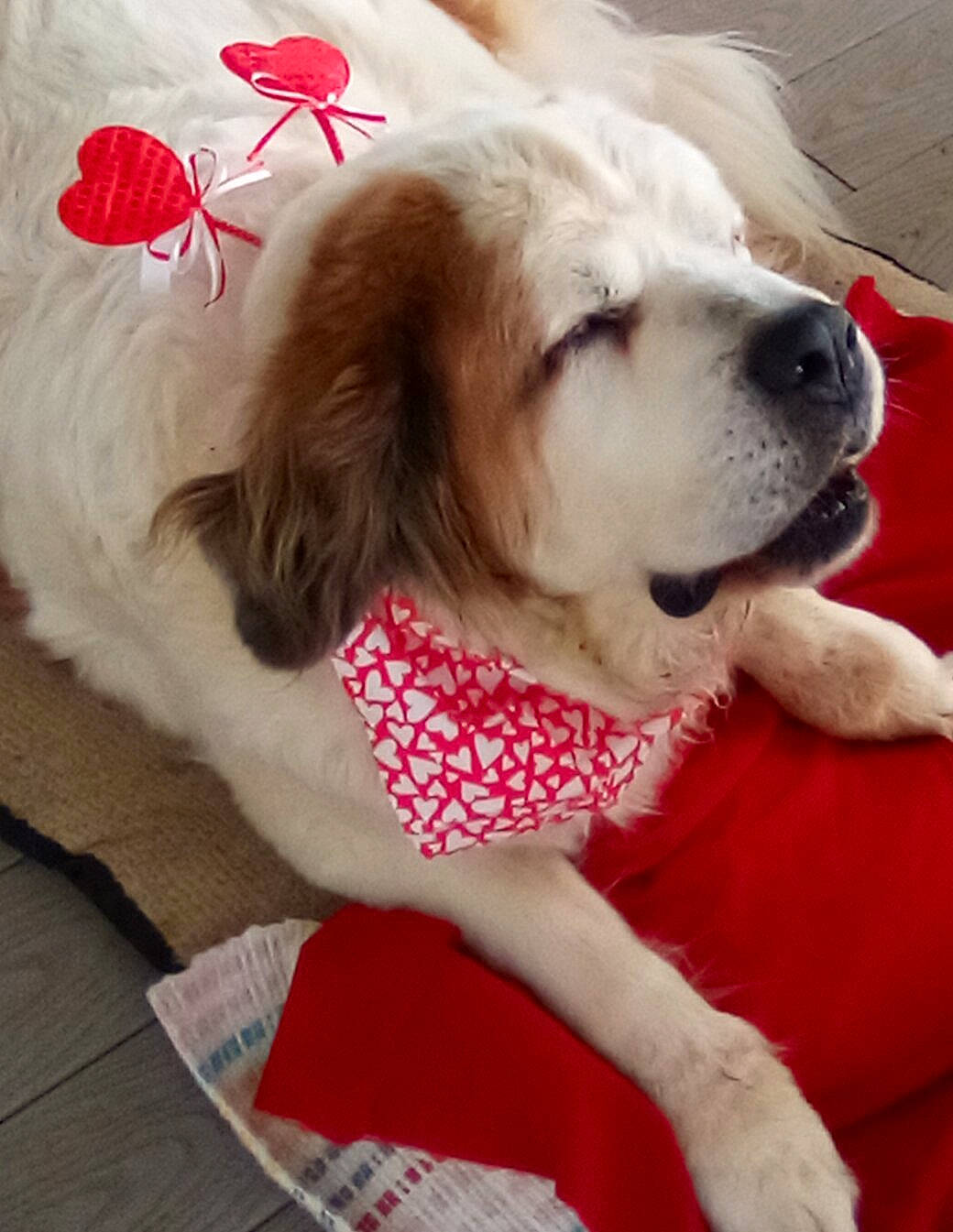 Beau is registered to the contest to win money with this photo: ancient_dog_breeds, canidae, carnivore, collar, companion_dog, dog, dog_breed, dog_collar, dog_supply, fur, happy, paw, pet_supply, puppy_love, snout, sporting_group, working_animal