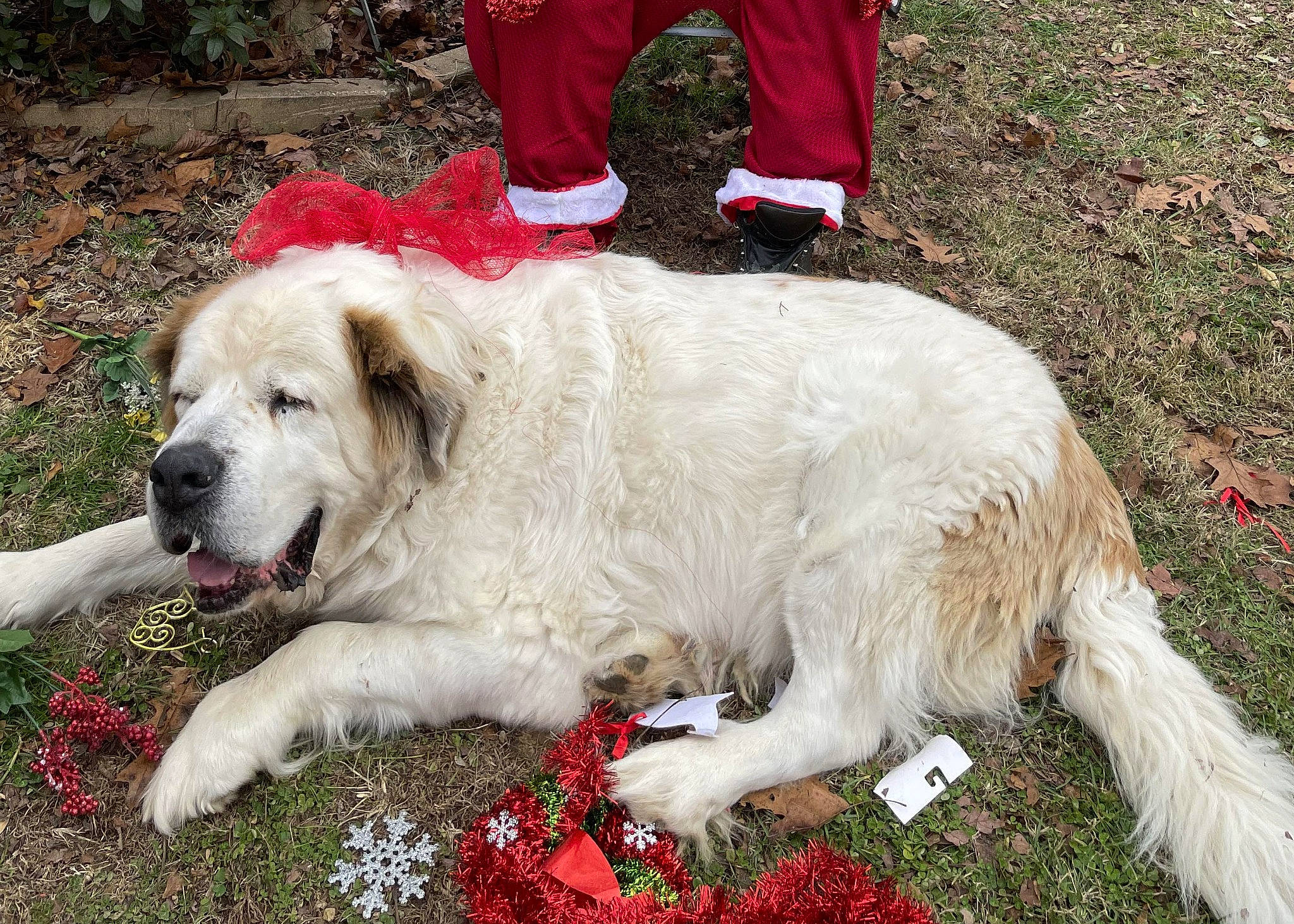 Beau is registered to the contest to win money with this photo: canidae, carnivore, companion_dog, dog, dog_breed, flower, fur, grass, great_pyrenees, groundcover, livestock_guardian_dog, plant, polish_tatra_sheepdog, red, sporting_group, tree, working_dog