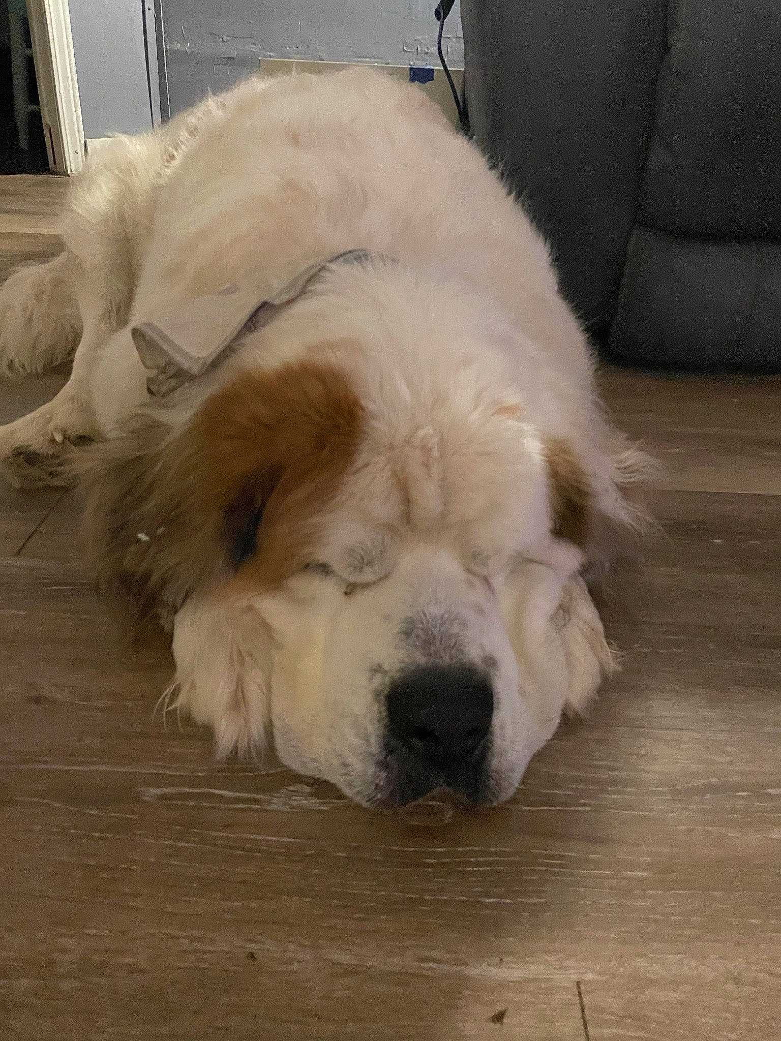 Beau is registered to the contest to win money with this photo: canidae, carnivore, comfort, companion_dog, couch, dog, dog_breed, fawn, flooring, fur, giant_dog_breed, hardwood, livestock_guardian_dog, polish_tatra_sheepdog, sporting_group, tail, terrestrial_animal, whiskers, wood, working_animal