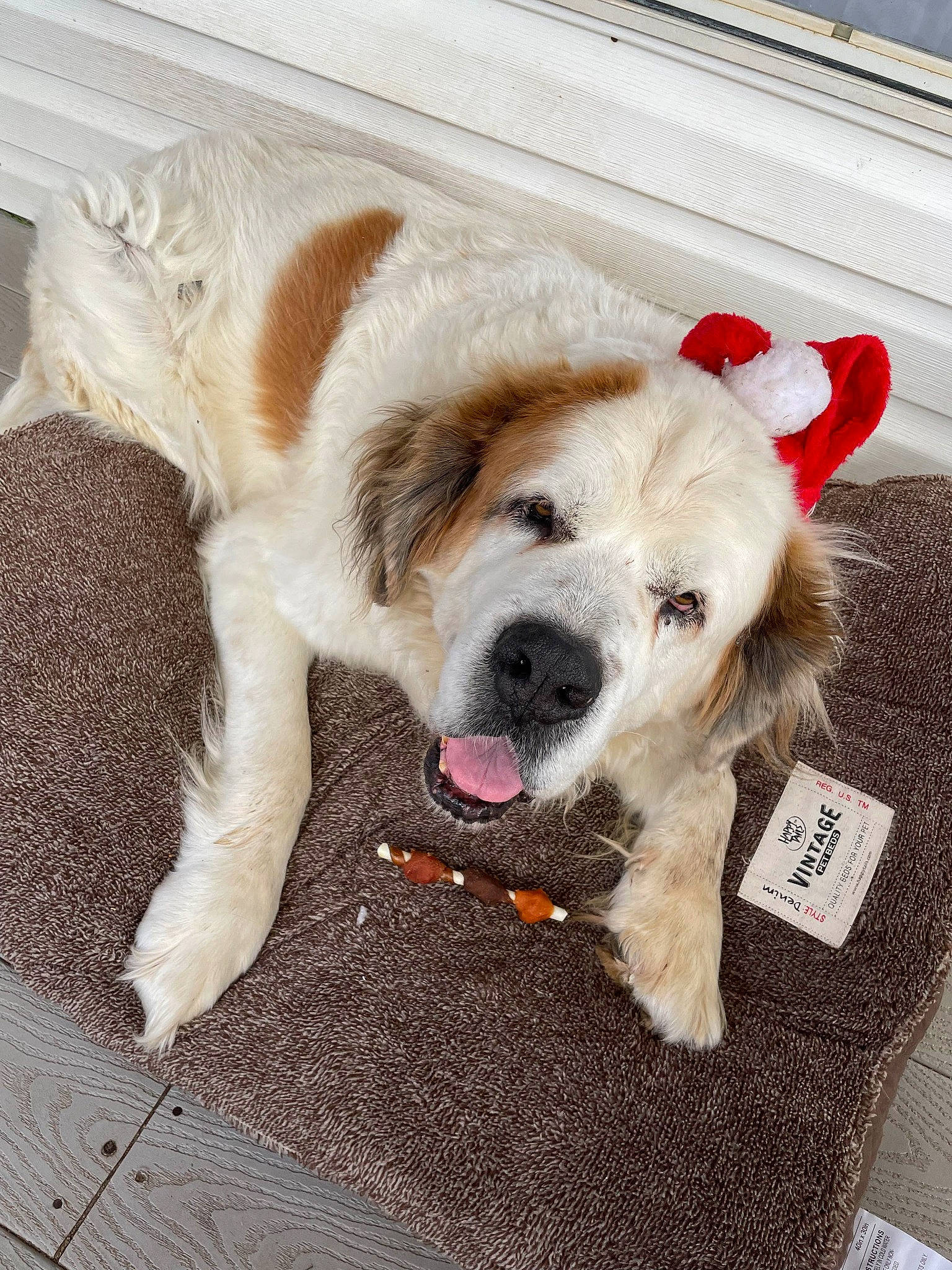 Beau is registered to the contest to win money with this photo: carnivore, collar, companion_dog, dog, dog_breed, dog_collar, dog_supply, fawn, flooring, foot, fur, leash, paw, sidewalk, snout, sporting_group, tail, whiskers, working_animal, working_dog