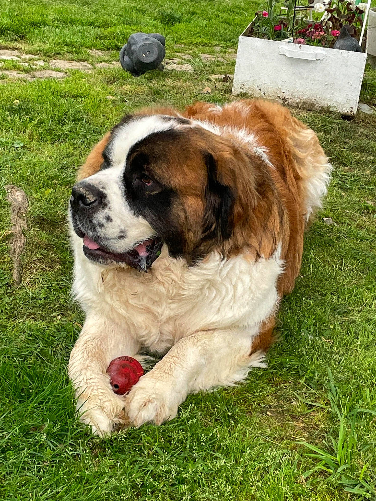 Chevy is registered to the contest to win money with this photo: canidae, carnivore, companion_dog, dog, dog_breed, fawn, fur, grass, liver, moscow_watchdog, plant, snout, sporting_group, st_bernard, terrestrial_animal, tree, working_dog, wrinkle