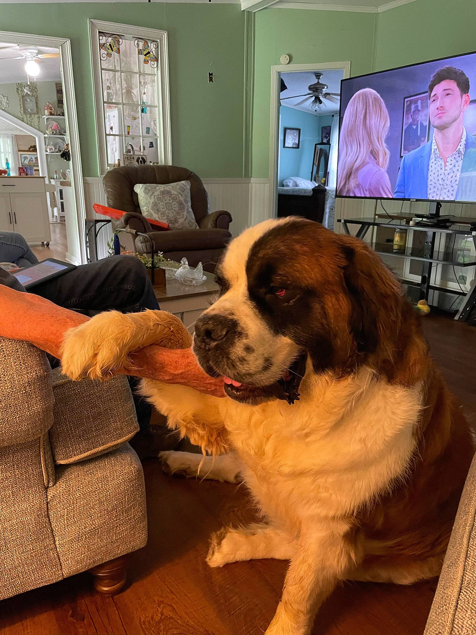 Chevy is registered to the contest to win money with this photo: building, carnivore, chair, comfort, companion_dog, couch, dog, dog_breed, event, fawn, flooring, fur, lamp, picture_frame, room, snout, sporting_group, suit, television, working_animal