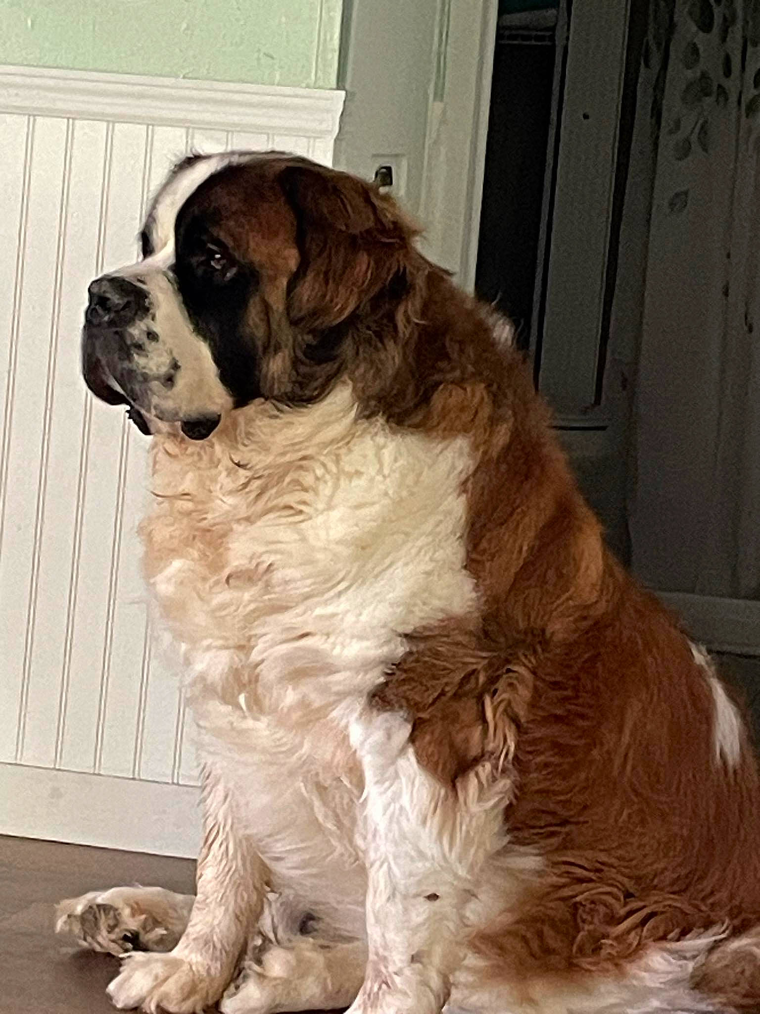 Chevy joined the competition — help win amazing prizes! canidae, carnivore, cocker_spaniel, companion_dog, dog, dog_breed, door, fawn, fur, giant_dog_breed, gun_dog, liver, moscow_watchdog, snout, spaniel, sporting_group, st_bernard, tail, working_animal, working_dog