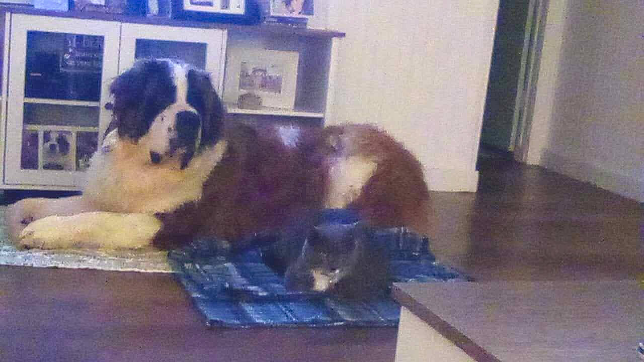 Chevy joined the competition — help win amazing prizes! bored, carnivore, companion_dog, dog, dog_breed, door, fawn, floor, flooring, fur, giant_dog_breed, hardwood, herding_dog, moscow_watchdog, paw, sporting_group, tail, terrestrial_animal, wood, working_animal