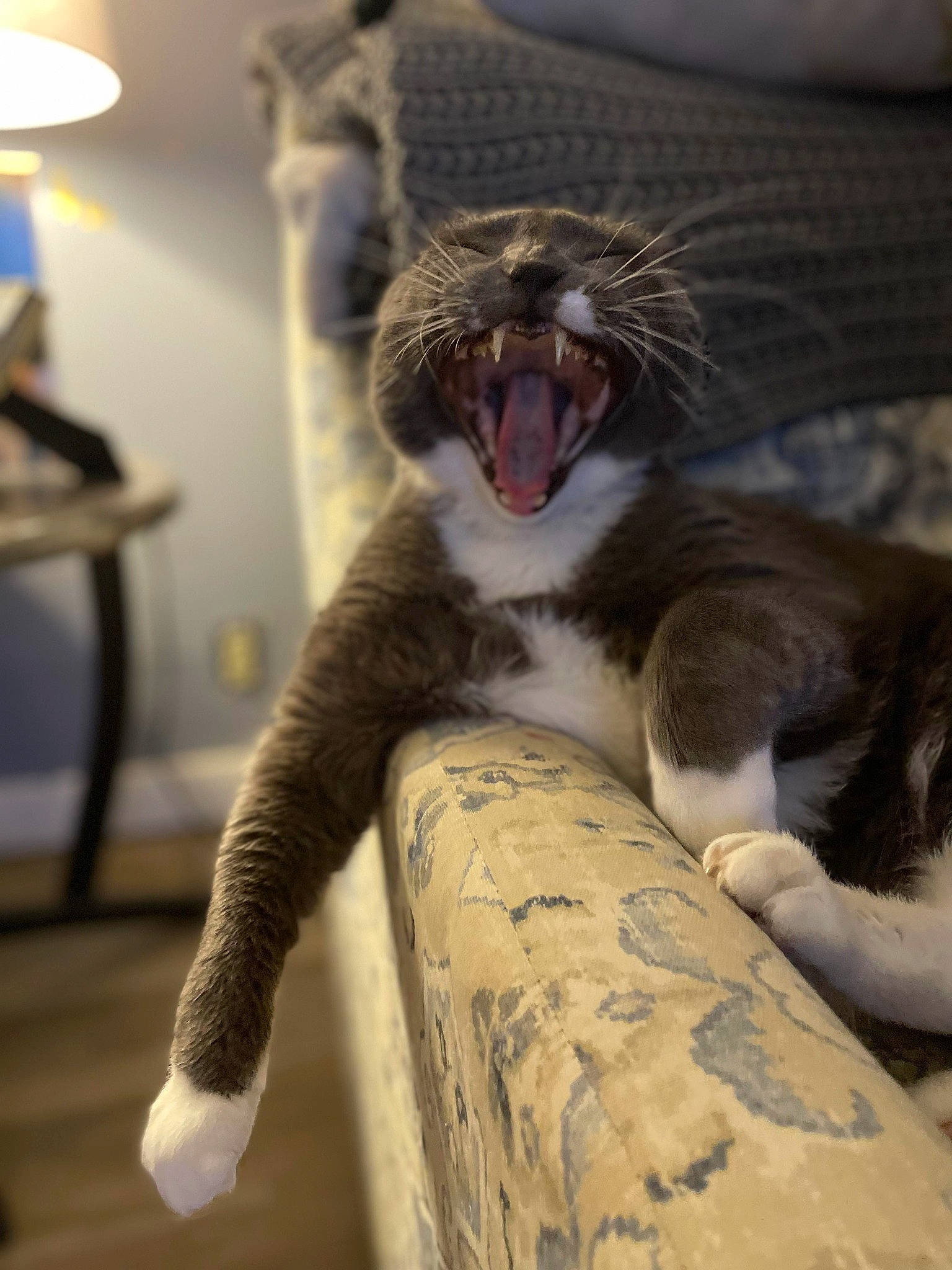 Smokey joined the competition — help win amazing prizes! canidae, carnivore, cat, claw, comfort, dog_breed, domestic_short_haired_cat, fang, felidae, fur, jaw, lamp, paw, roar, small_to_medium_sized_cats, snout, terrestrial_animal, tooth, whiskers, yawn
