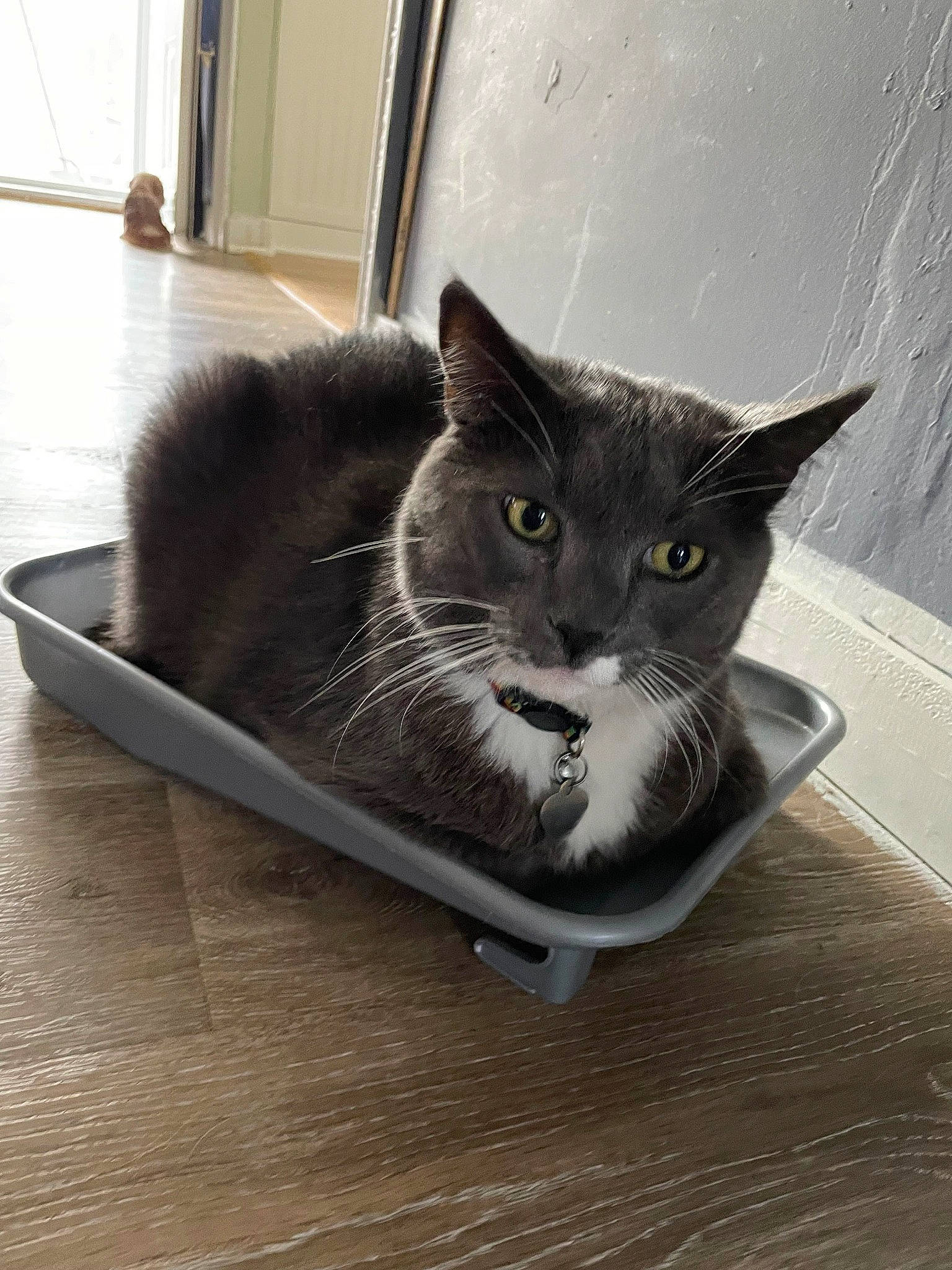 Smokey joined the competition — help win amazing prizes! box, carnivore, cat, cat_supply, comfort, domestic_short_haired_cat, felidae, floor, flooring, fur, grey, hardwood, paw, pet_supply, small_to_medium_sized_cats, snout, tail, whiskers, window, wood