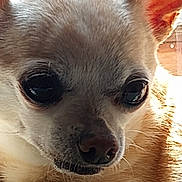 Burrito Enchilada joined the competition — help win amazing prizes! dog, chihuahua, close_up, pet, animal, fur, ears, face, eyes, nose, whiskers, small_dog, cute, domestic_animal, mammal, indoor, portrait, expression, light, texture