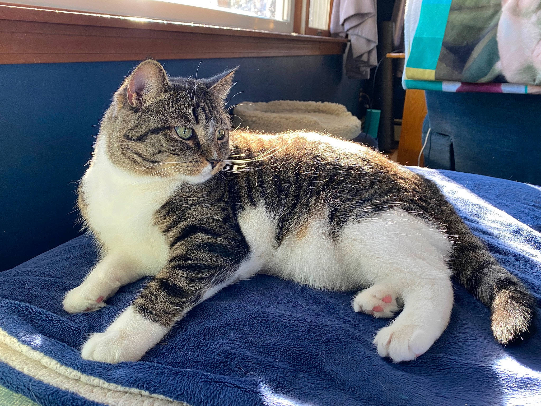 Doodle joined the competition — help win amazing prizes! carnivore, cat, claw, comfort, domestic_short_haired_cat, felidae, fur, linens, paw, small_to_medium_sized_cats, snout, tail, toe, vertebrate, whiskers