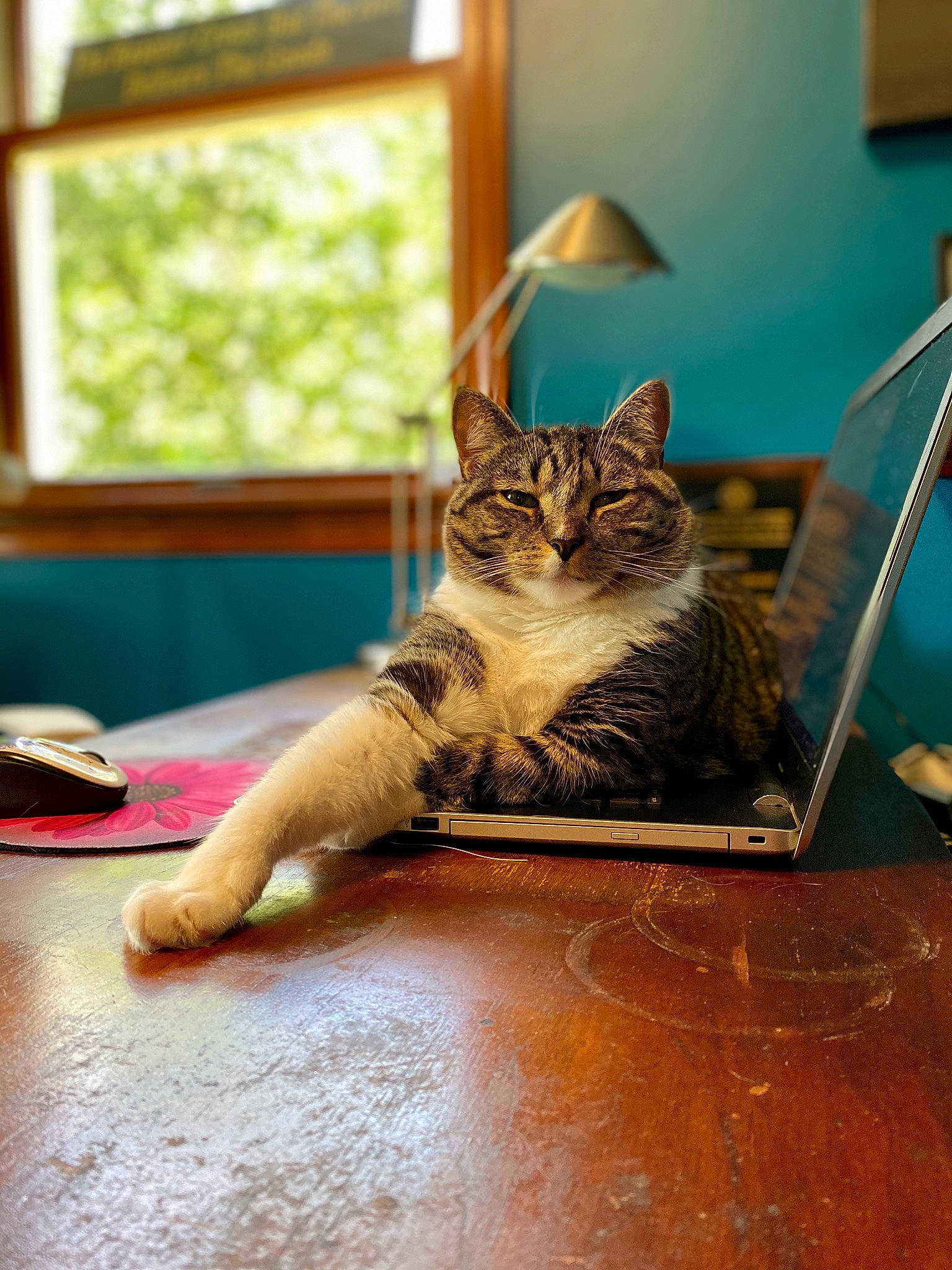 Doodle is registered to the contest to win money with this photo: carnivore, cat, claw, curious, daylighting, domestic_short_haired_cat, felidae, fur, laminate_flooring, mammal, mat, picture_frame, small_to_medium_sized_cats, toe, whiskers