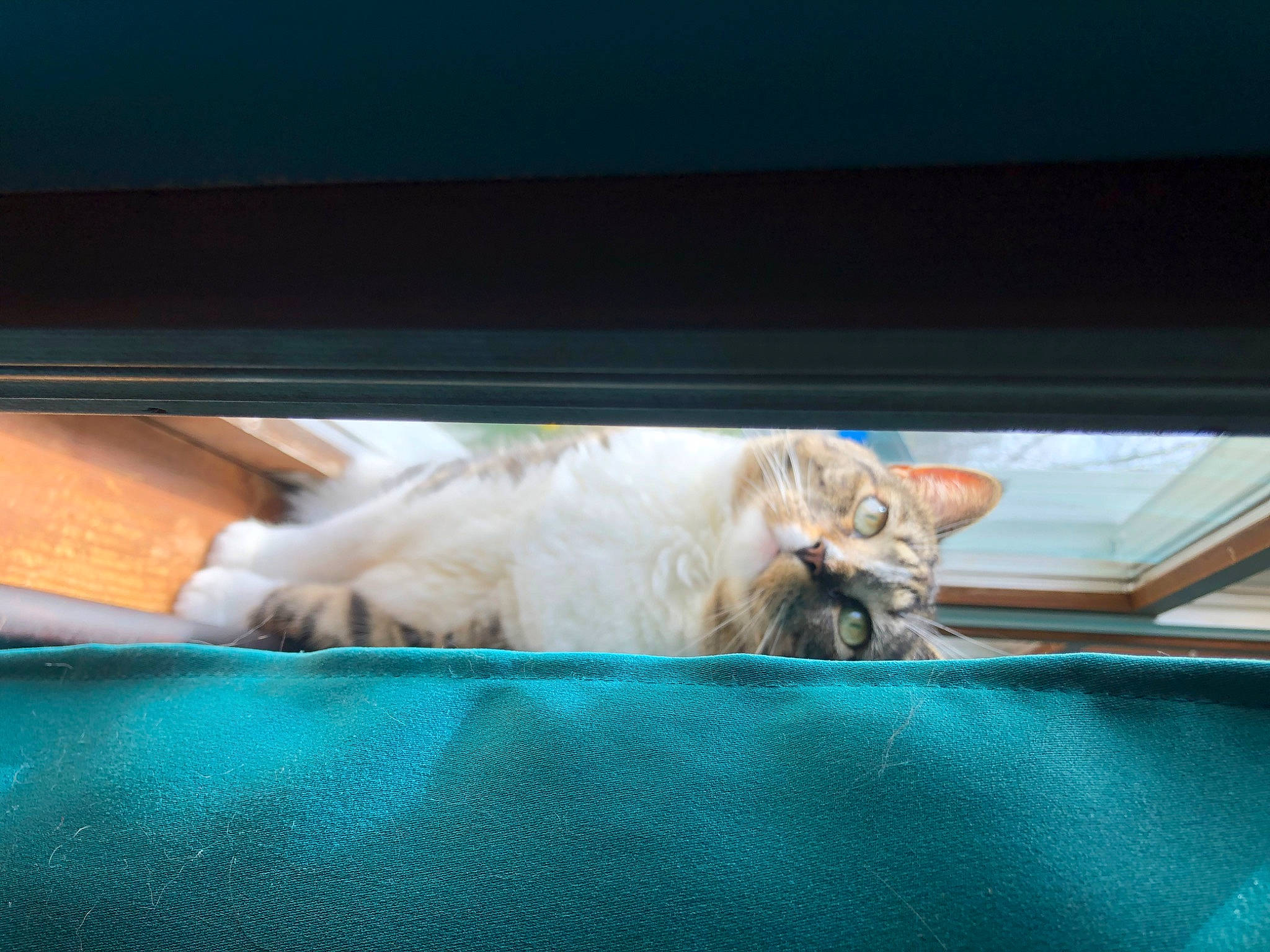 Doodle joined the competition — help win amazing prizes! carnivore, cat, domestic_short_haired_cat, felidae, fur, paw, small_to_medium_sized_cats, teal, turquoise, whiskers