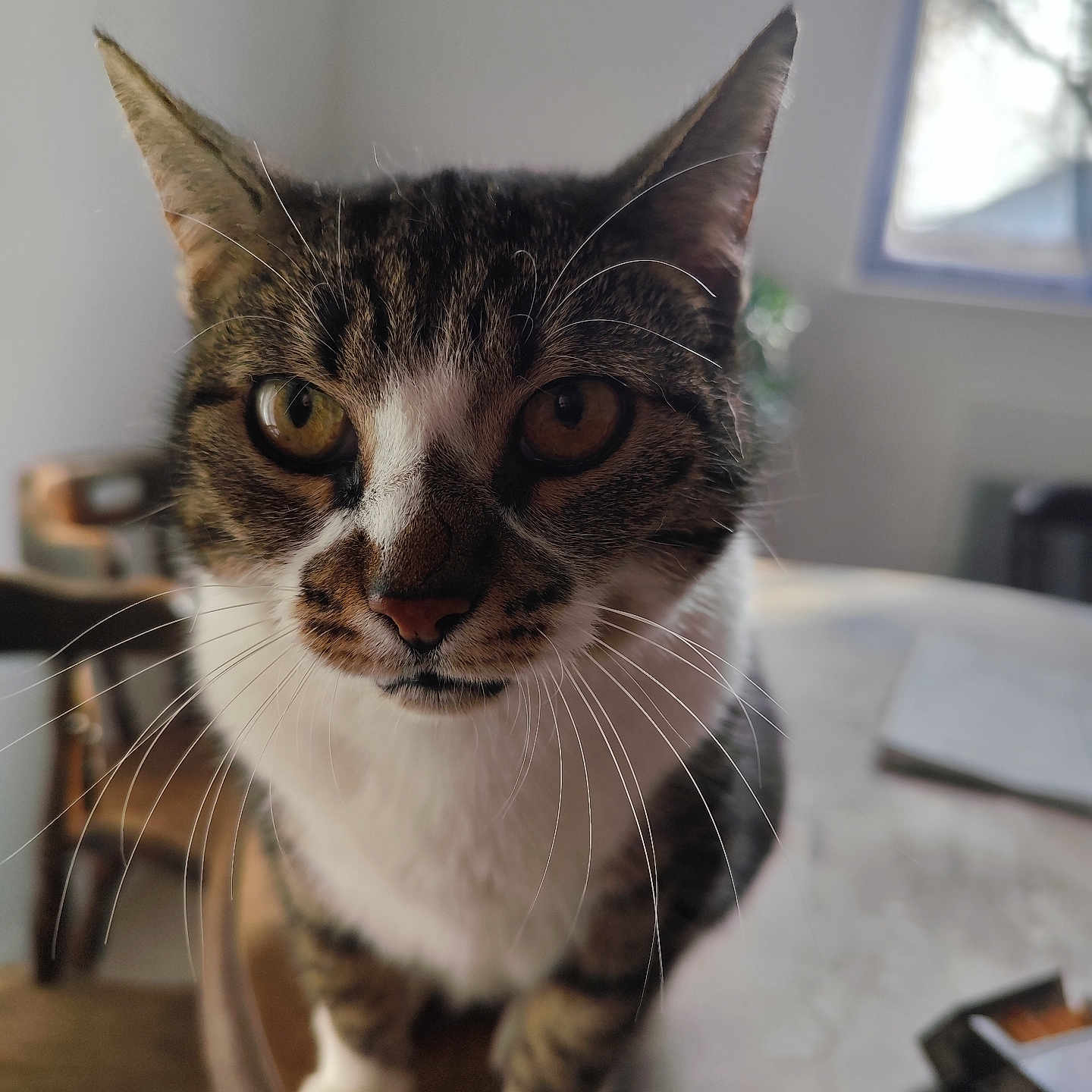 Violette participe au concours pour gagner de l'argent avec cette photo : animal, blurred_background, cat, close_up, curious, domestic, ears, eyes, face, feline, house, indoor, natural_light, pet, tabby, table, whiskers, white_paws, window, wooden_table