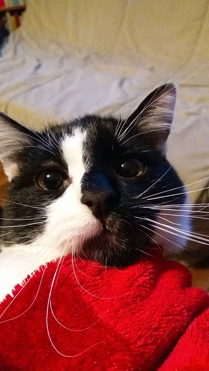 Sasuké a rejoint le concours — aidez-le/la à gagner de superbes lots ! carnivore, cat, claw, comfort, domestic_short_haired_cat, eye, felidae, fur, hair, head, iris, love, mammal, nap, nose, paw, small_to_medium_sized_cats, snout, tail, whiskers