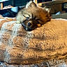 puppy, dog, fluffy, small_dog, brown_fur, sleepy, lying_down, blanket, cozy, indoors, pet, animal, portrait, close_up, cute, relaxed, carpet, home, warm_lighting, snout