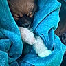 puppy, dog, sleeping, blanket, wrapped, cozy, cute, animal, pet, fur, paws, white_paws, brown_fur, portrait, indoor, soft, resting, snuggled, burrito, nap