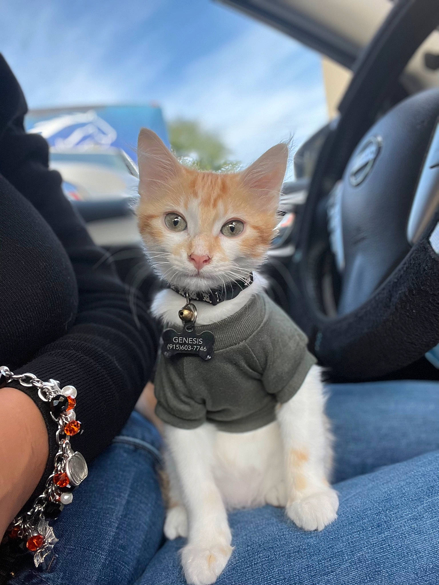 Nalo is registered to the contest to win money with this photo: auto_part, automotive_design, automotive_exterior, car, car_seat, carnivore, cat, cloud, companion_dog, fawn, felidae, mammal, motor_vehicle, sky, small_to_medium_sized_cats, snout, tail, vehicle_door, whiskers, window