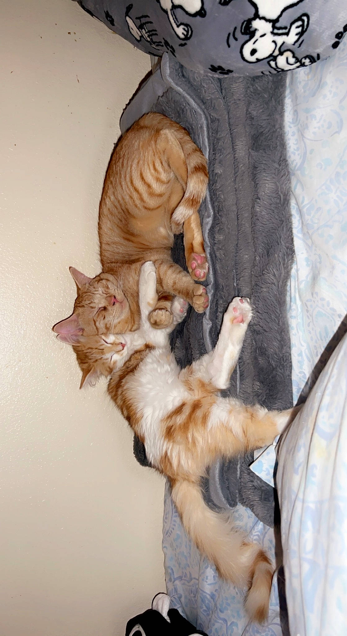 Best Buds joined the competition — help win amazing prizes! carnivore, cat, claw, comfort, domestic_short_haired_cat, fawn, felidae, fur, gesture, paw, peach, sleeve, small_to_medium_sized_cats, tail, whiskers, wood