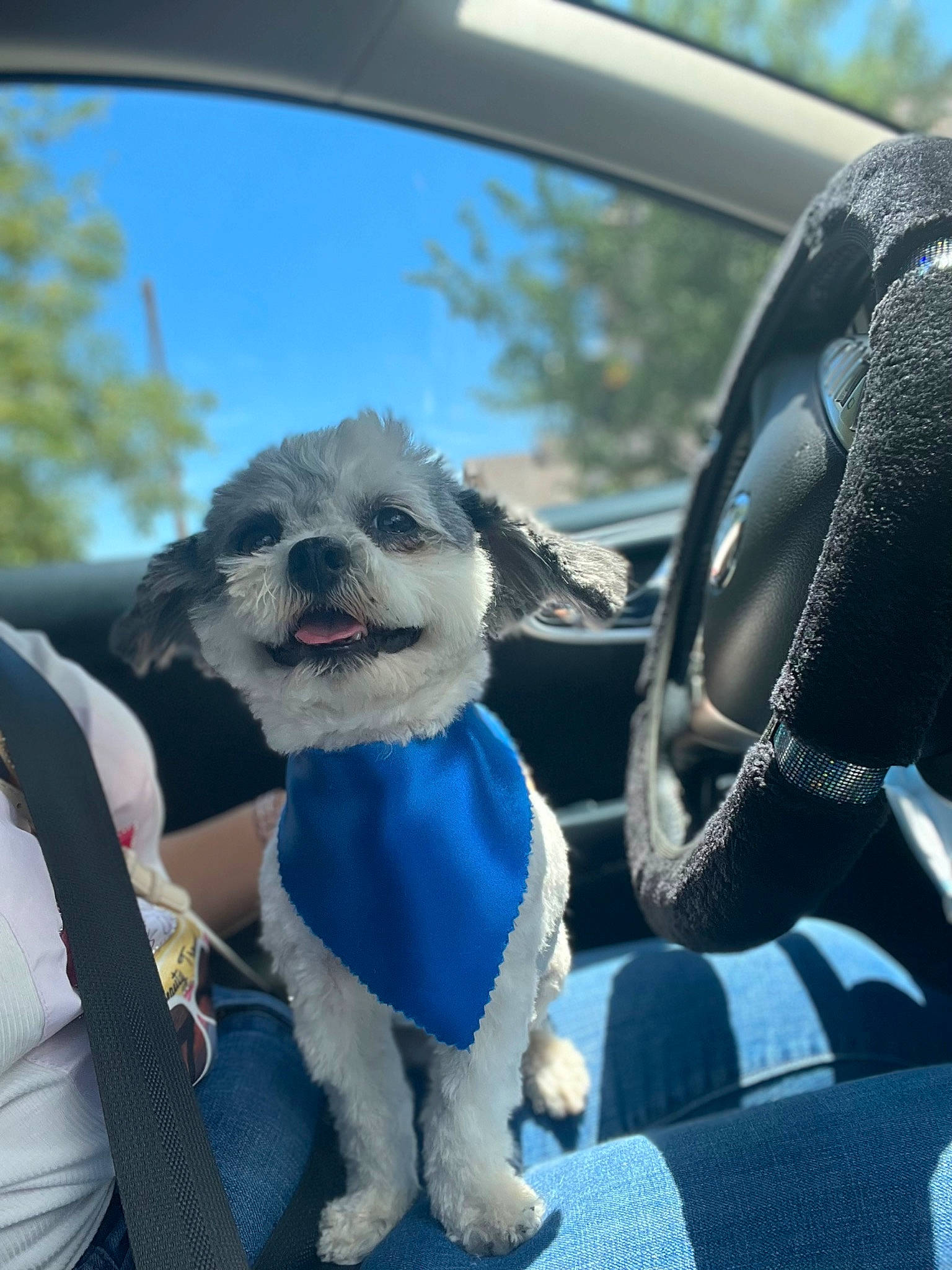 Loui joined the competition — help win amazing prizes! automotive_mirror, car, car_seat_cover, carnivore, companion_dog, dog, dog_breed, dog_clothes, electric_blue, fawn, hood, motor_vehicle, personal_luxury_car, sky, snout, steering_wheel, toy_dog, tree, vehicle, vehicle_door