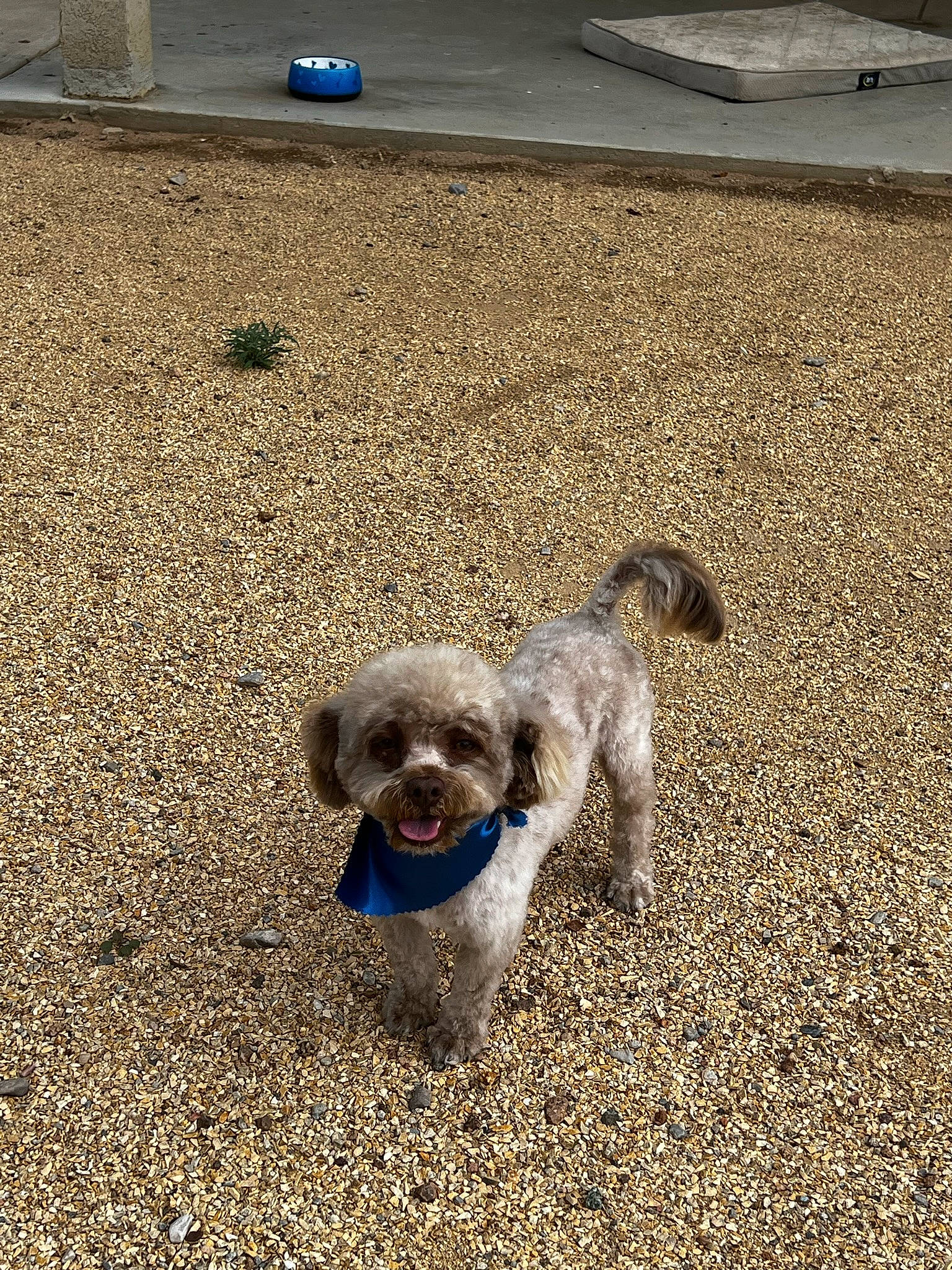 Benjamin is registered to the contest to win money with this photo: asphalt, canidae, carnivore, companion_dog, concrete, dog, dog_breed, fawn, flooring, landscape, paw, road_surface, sand, shadow, snout, soil, sporting_group, tail, terrestrial_animal, working_animal