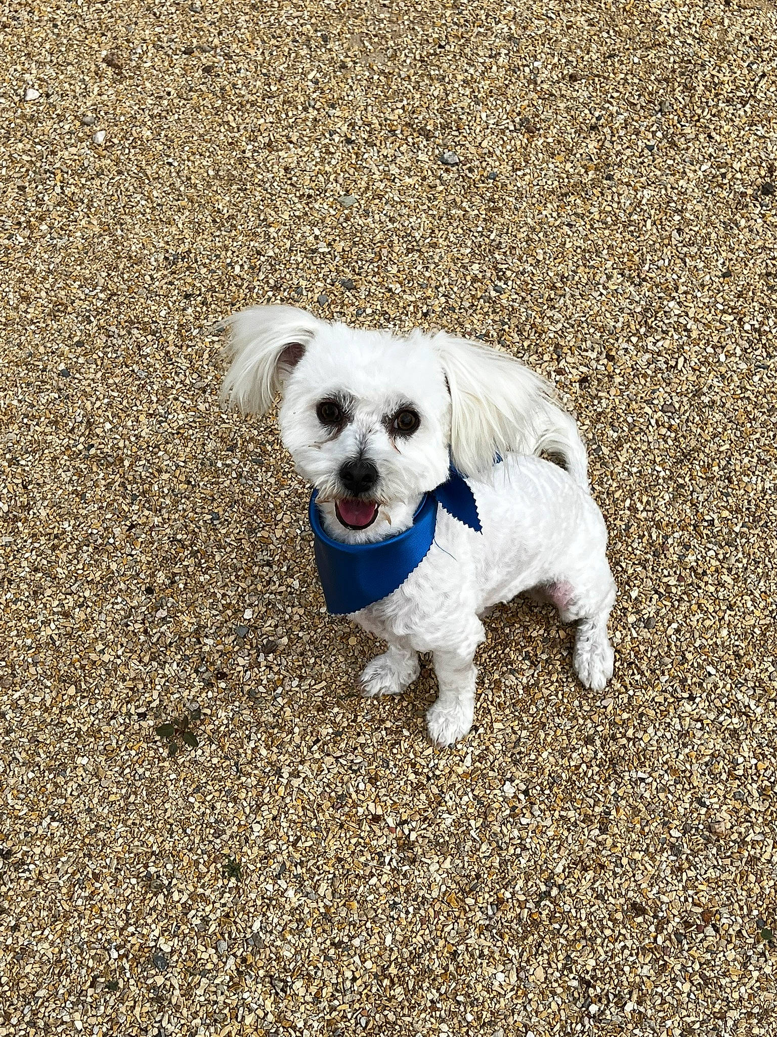 Tramp is registered to the contest to win money with this photo: asphalt, canidae, carnivore, companion_dog, dog, dog_breed, dog_clothes, dog_supply, electric_blue, flooring, grass, road_surface, small_terrier, snout, soil, sporting_group, tail, terrier, toy_dog, working_animal