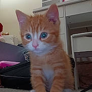 Nathen is registered to the contest to win money with this photo: kitten, cat, orange_cat, indoor, furniture, blue_eyes, pet, cute, young_animal, carpet, household, curious, small, animal, young, whiskers, ears, nose, fur, closeup