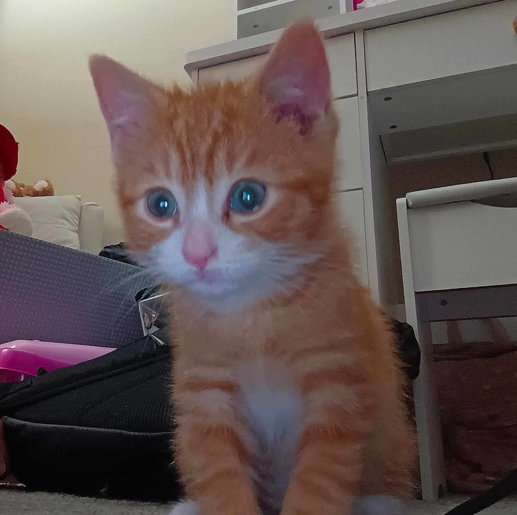 Nathen is registered to the contest to win money with this photo: kitten, cat, orange_cat, indoor, furniture, blue_eyes, pet, cute, young_animal, carpet, household, curious, small, animal, young, whiskers, ears, nose, fur, closeup