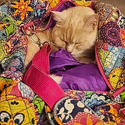 Una joined the competition — help win amazing prizes! cat, kitten, sleeping, cream_colored, fluffy, pet, animal, quilt, colorful, floral, fabric, carrier, blanket, cozy, indoors, resting, harness, leash, close_up, cute