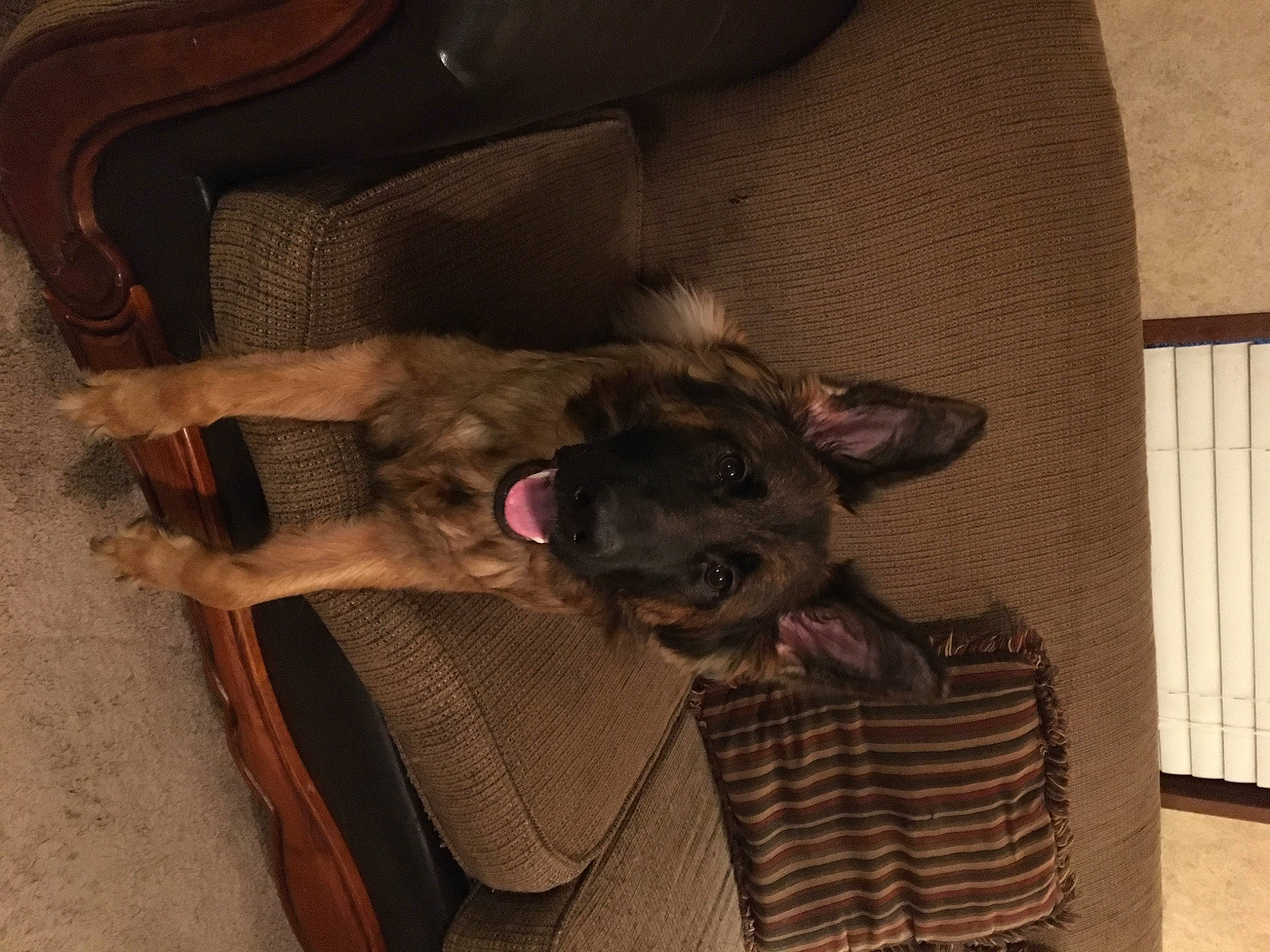 Freyja joined the competition — help win amazing prizes! brown, canidae, carnivore, comfort, companion_dog, dog, dog_breed, dog_supply, fawn, felidae, fur, hardwood, liver, pattern, pet_supply, snout, sporting_group, tail, wood, working_animal