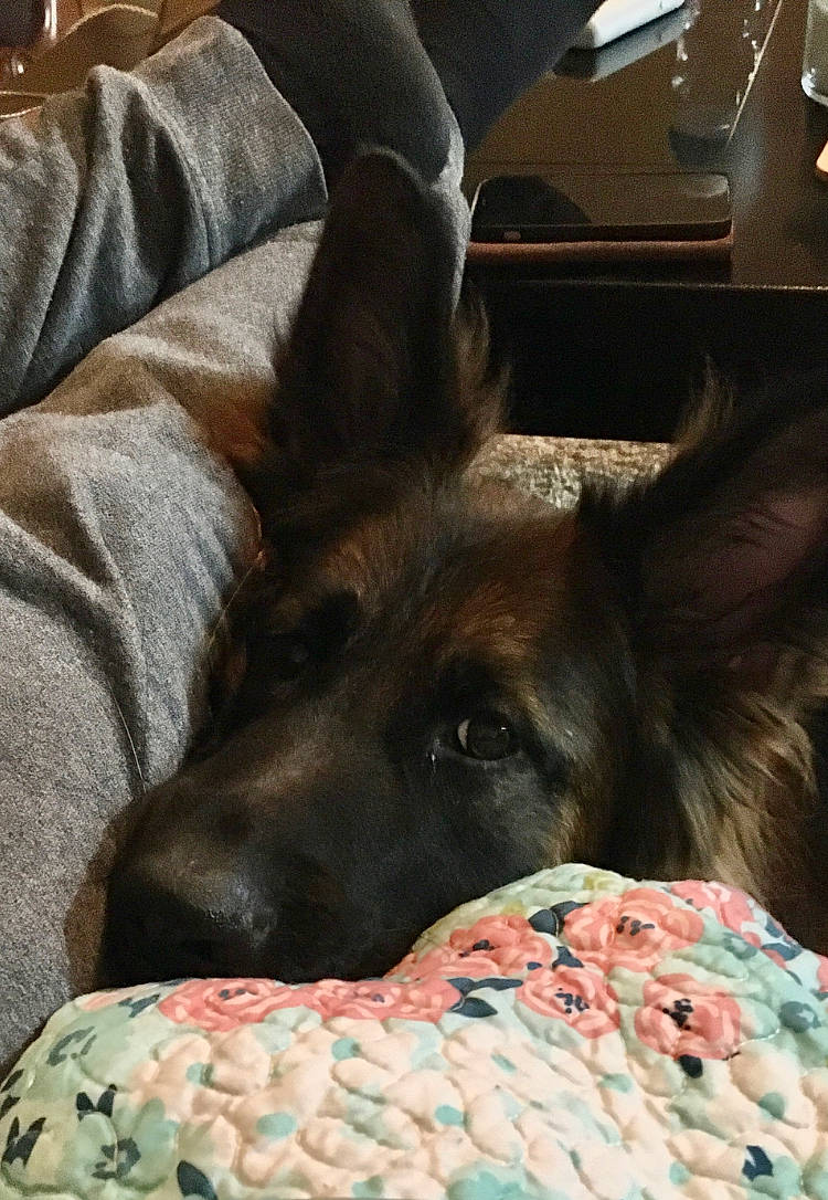 Freyja is registered to the contest to win money with this photo: bedding, canidae, carnivore, comfort, companion_dog, dog, dog_breed, ear, fawn, fur, guard_dog, human_leg, linens, nap, paw, snout, sporting_group, toy_dog, whiskers, working_animal