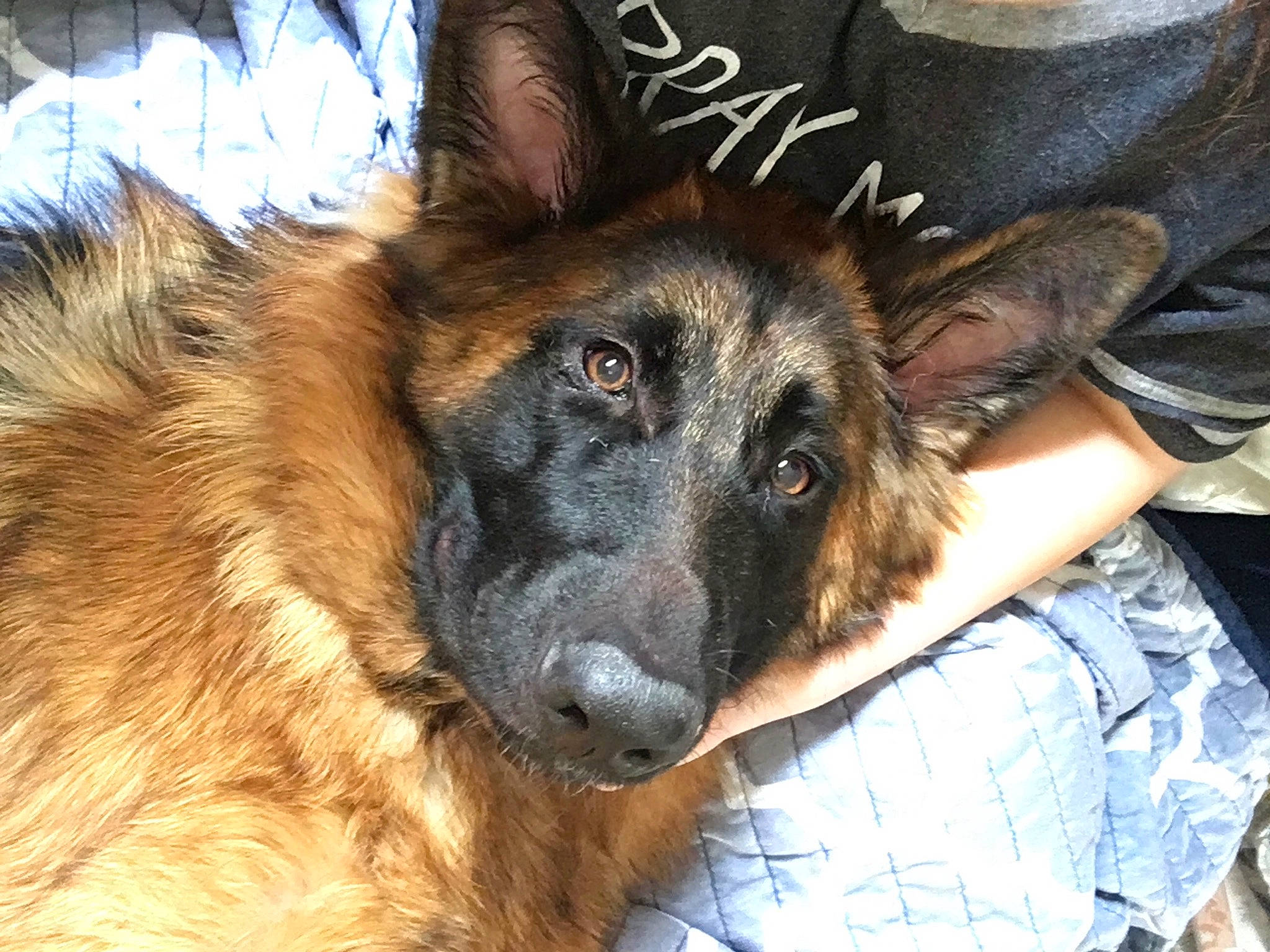 Freyja is registered to the contest to win money with this photo: bohemian_shepherd, canidae, carnivore, companion_dog, dog, dog_breed, ear, east_european_shepherd, fawn, fur, german_shepherd_dog, giant_dog_breed, guard_dog, herding_dog, king_shepherd, liver, old_german_shepherd_dog, snout, sporting_group, working_dog
