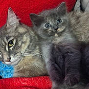 Novela And Sushi joined the competition — help win amazing prizes! cat, cats, kitten, tabby_cat, gray_cat, fluffy, fur, animal, pets, cuddling, sleeping, sitting, blue_eyes, whiskers, ears, cozy, blanket, red_background, toy, indoor
