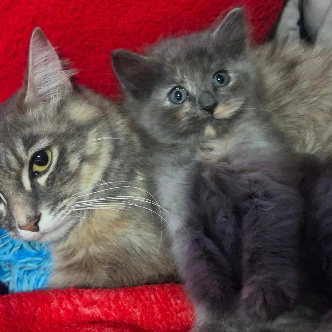 Novela And Sushi joined the competition — help win amazing prizes! cat, cats, kitten, tabby_cat, gray_cat, fluffy, fur, animal, pets, cuddling, sleeping, sitting, blue_eyes, whiskers, ears, cozy, blanket, red_background, toy, indoor