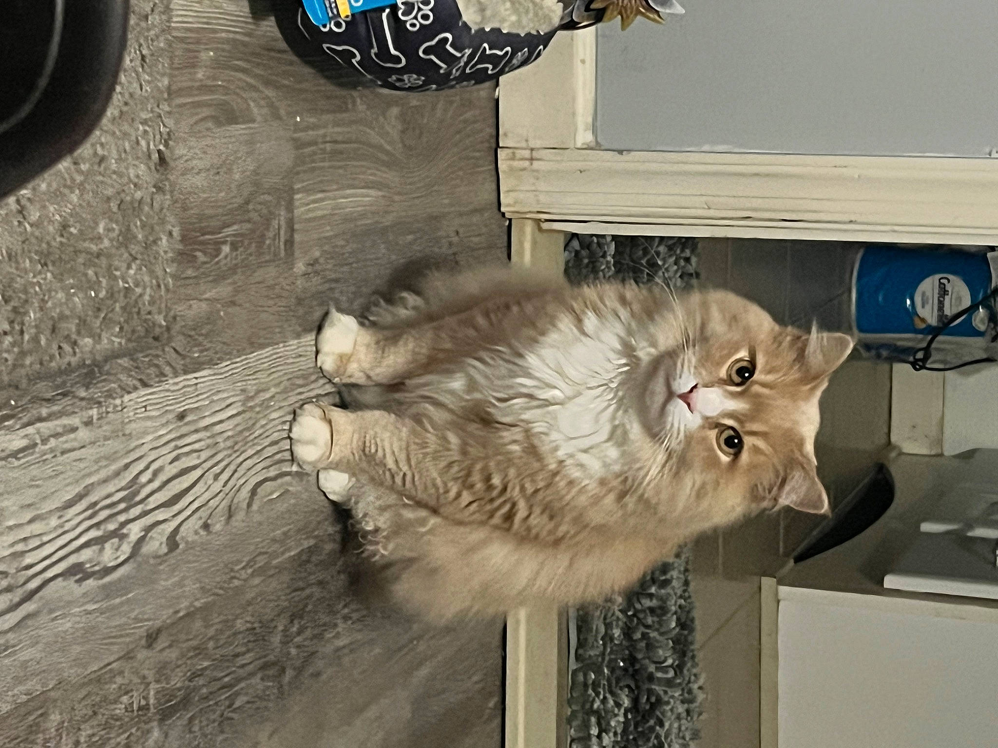 Miss Kitty joined the competition — help win amazing prizes! automotive_tire, box, carnivore, cat, claw, domestic_short_haired_cat, fawn, felidae, fur, paw, small_to_medium_sized_cats, snout, tail, tread, whiskers, wood